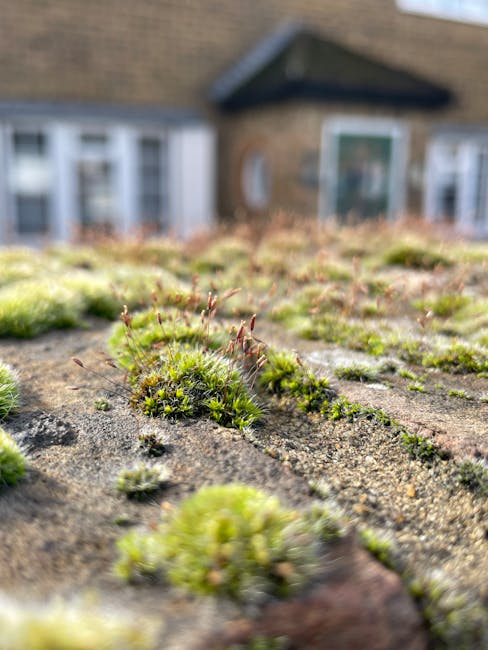 A close-up view of the moss-growing surface of a weathered and textured roof, with patches of vibrant green moss and small plants covering the surface. The moss appears soft and slightly fuzzy, contrasting with the rough, dark grey or brown surface of the roof material, which may be slate or tile. In the background, a suburban house with a brown brick exterior and white-framed windows is slightly out of focus, suggesting the moss is on a roof or external surface of the property. The scene is illuminated by natural daylight, highlighting the details and textures of the moss and roof. This image may relate to property maintenance or the importance of roof cleaning services, such as those provided by Rubbish Clearance Hounslow, highlighting the need for debris and moss removal as part of house clearance or preventative property upkeep, supporting the context of private waste management services. The photo emphasizes the natural growth on property surfaces that could be cleared during a thorough house clearance or outdoor cleaning service.